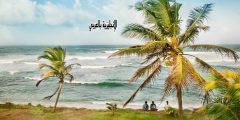 تعبير أو برجراف عن شجرة جوز الهند بالإنجليزي